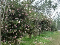 A Hedge of Pink Flowering Sasanqua Camellias A Hedge of Pink Flowering Sasanqua Camellias
