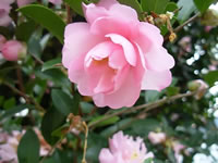 A Bright Pink Flowering Sasanqua Camellia, Camellia sasanqua