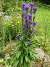 Clustered Bellflower Plant Blooming in the Garden, Campanula glomerata