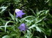 Bluebells of Scotland, Campanula rotundifolia in Bloom