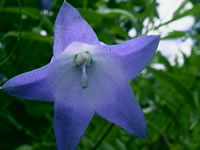 Bluebells of Scotland