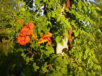 The Flowers and Foliage of a Trumpet Creeper Vine The Flowers and Foliage of a Trumpet Creeper Vine