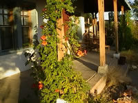 A Trumpet Creeper Vine Blooming in the Garden, Campsis radicans