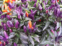 Ornamental Pepper Plant with Green and Purple Fruit
