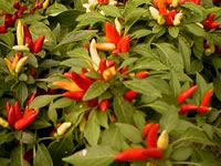 Ornamental Pepper Plant with Red and White Fruit