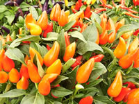 Ornamental Pepper Plant with Orange and Red Peppers, Capsicum annuum