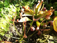 Carnivorous Cobra Lilies and Sundew Plants