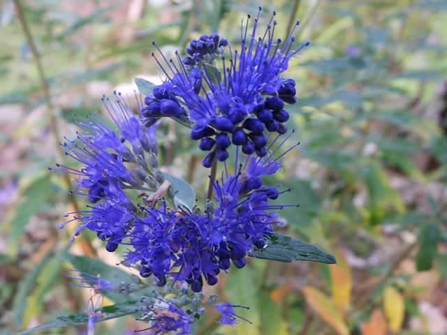 Bluebeard or Caryopteris x clandonensis
