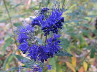 The Flowers of a Caryopteris Bluebeard Plant