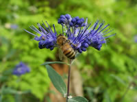 A Honey Bee Harvesting Pollen from a Caryopteris Flower
