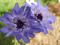 The Flowers of a Cupid's Dart Plant, Catananche caerulea