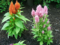 The Plume Form of Celosia Cockscomb