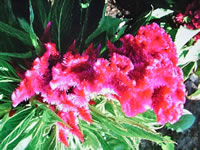 The Crested Form of a Celosia Cockscomb