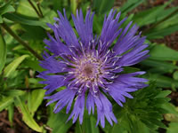 The Flower of a Bachelor's Button Plant, Centaurea cyanus