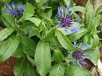 A Mountain Cornflower Plant in Bloom, Centaurea montana