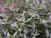 A Jupiter's Beard Plant Blooming in the Garden