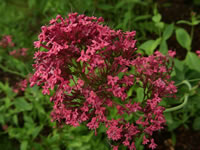 The Flowers of a Jupiter's Beard Plant, Centranthus ruber