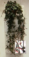 A Cascading Rosary Vine in Bloom, Ceropegia woodii A Cascading Rosary Vine in Bloom, Ceropegia woodii