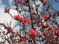 A Flowering Quince Blooming Before the Foliage emerges in Early Spring