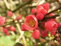 Flower Buds opening on a Flowering Quince, Chaenomeles speciosa