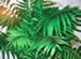 A Parlor Palm, Chamaedorea elegans