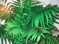 Parlor Palm