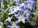 Glory of the Snow Blooming in the Garden, Chionodoxa luciliae