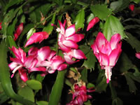 A Holiday Cactus in Bloom, Schlumbergera species