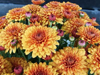 Golden-Orange Chrysanthemum Flowers