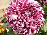 A Chrysanthemum grandiflorum in bloom