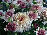 Pink Chrysanthemum Flowers