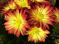 A Sunburst Chrysanthemum in bloom