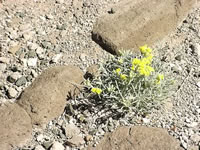 A Rabbitbrush Plant in Bloom