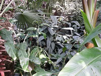 Cissus discolor, Palms and Several Different Tropical House Plants