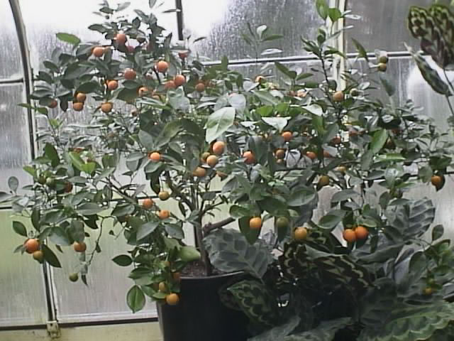 How to Grow and Care for a Calamondin Orange Tree