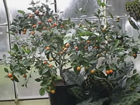 A Dwarf Citrus Tree with Fruit on it
