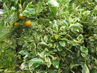 A Miniature Orange Tree Growing in the Garden