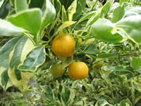 Miniature Oranges on a Miniature Orange Tree, Citrus mitis Miniature Oranges on a Miniature Orange Tree, Citrus mitis