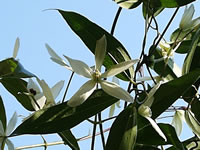 An Evergreen Snowdrift Clematis in Bloom