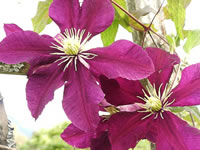 Clematis Jackmanii Flowers