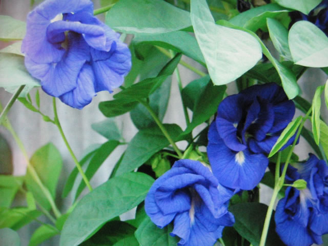 Butterfly Pea