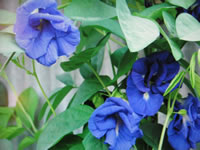 Butterfly Pea Flowers