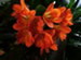 A Fire Lily | Plant in Bloom, Clivia miniata