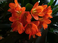 The Flowers of a Fire Lily Plant