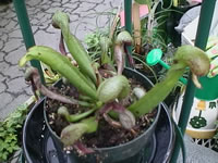 Small, Carnivorous Cobra Lily Plants