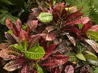 A Glossy Leaved Croton Plant, Codiaeum variegatum