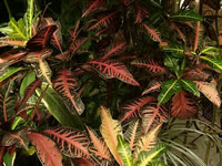 A Croton Plant with strongly Variegated Foliage