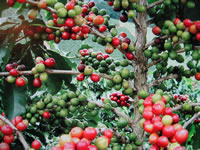 A Coffee Tree Plant covered with Berries