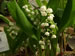 A Lily of the Valley in Bloom, Convallaria majalis