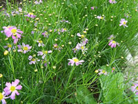 A Pink Coreopsis Blooming in the Garden, Coreopsis rosea